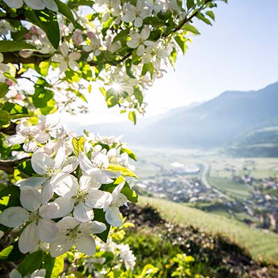 apfelbluete_AlexFilz-4436_300dpi
